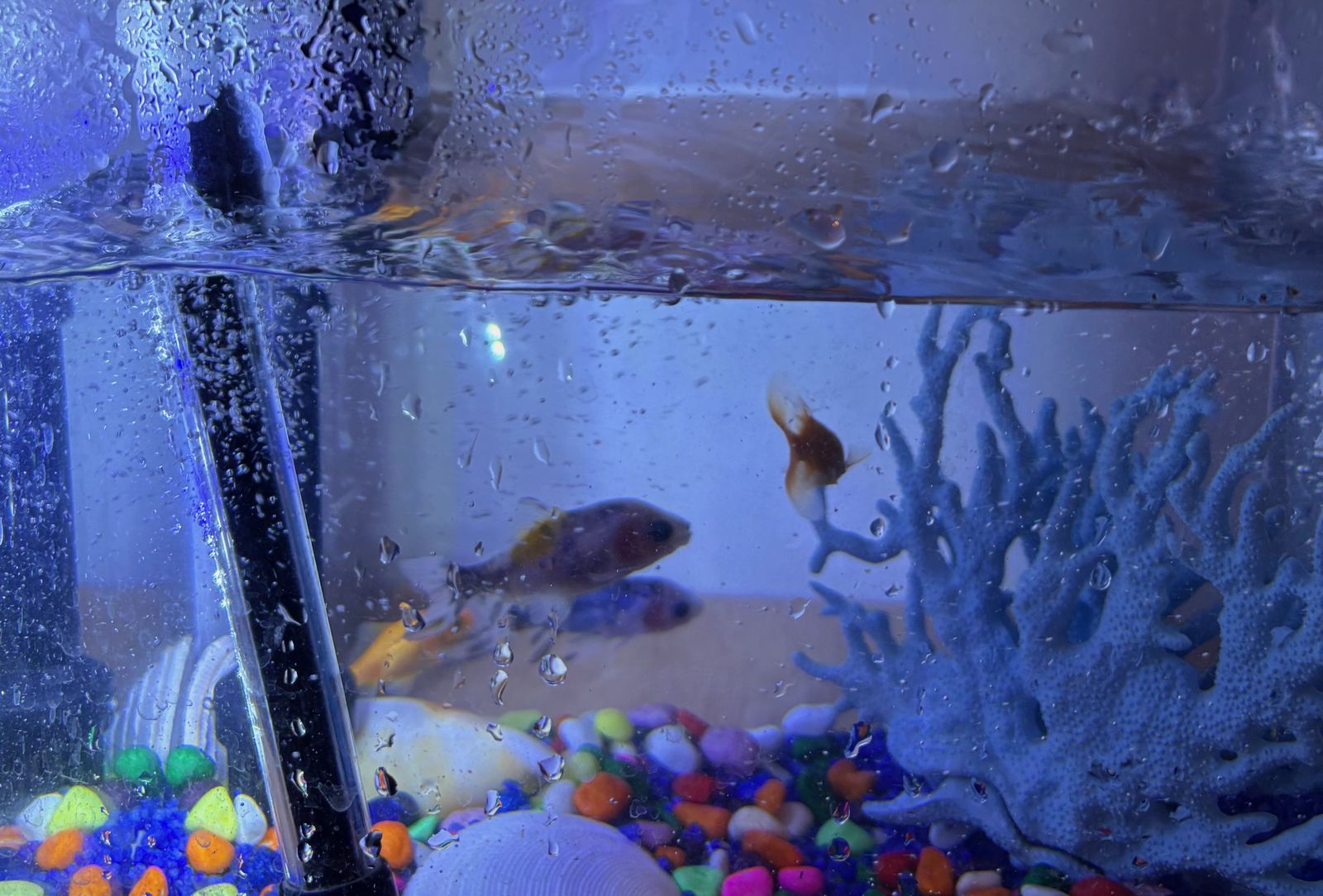 The Fish-Tank Catastrophe