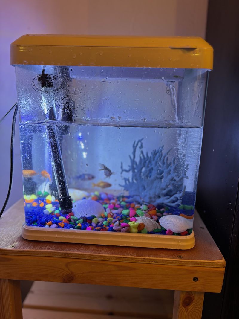 New fish tank