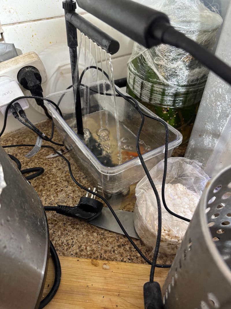 The Tupperware home for the fish