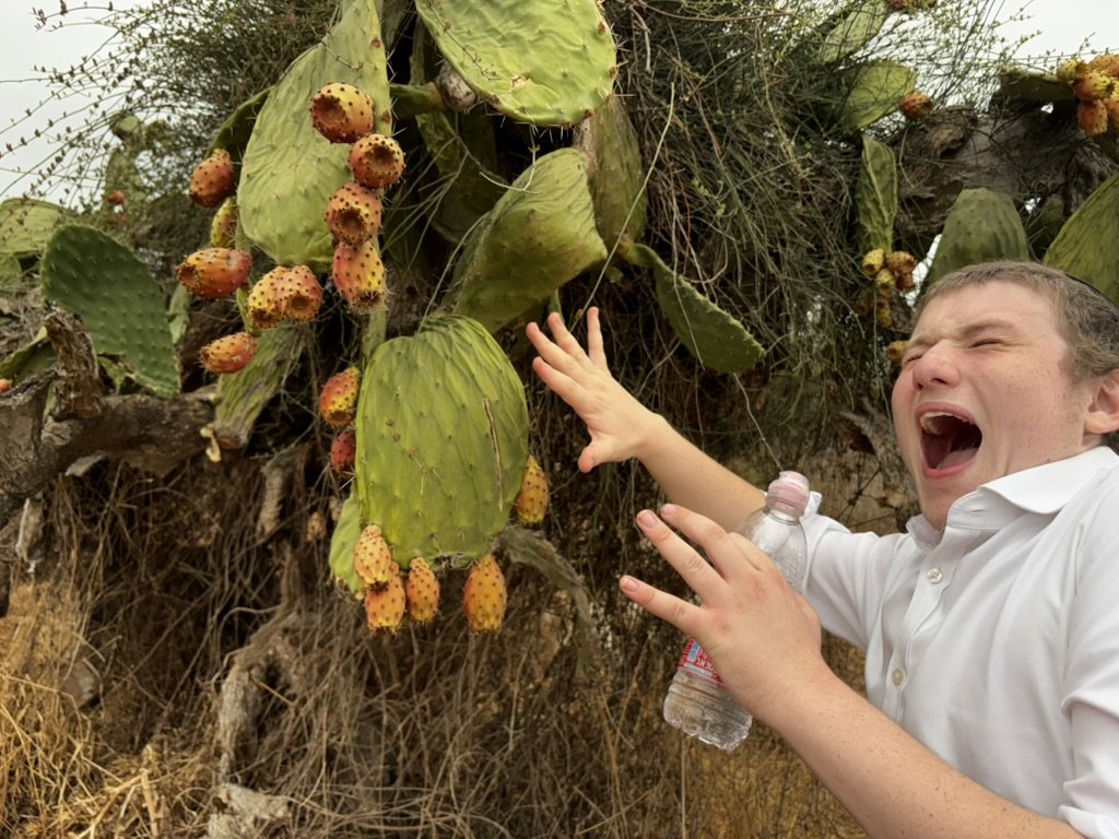 My son pretending to scream next to a prickly pear cactus heavy with fruit